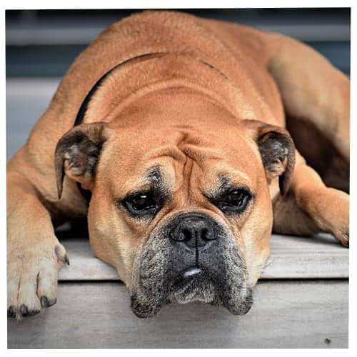 Your Personality Based On The Dog Breed You Pick