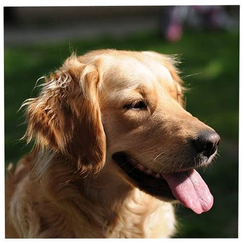 Your Personality Based On The Dog Breed You Pick