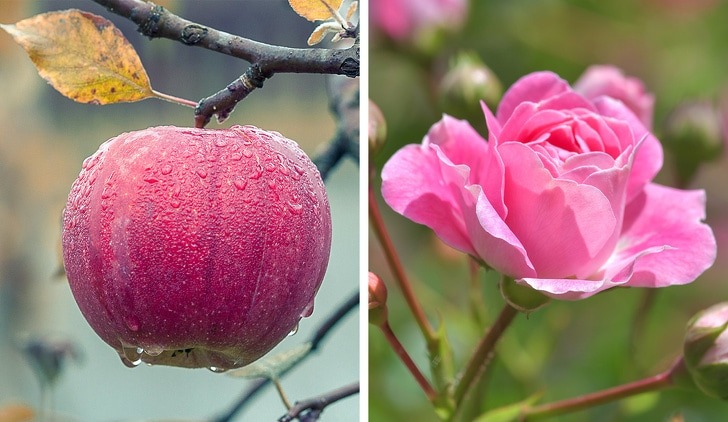 7 Best And Crazy Facts Regarding Food That You Didn't Know Before