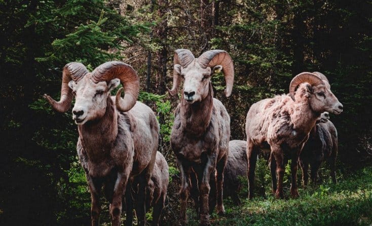 Zodiac Signs And Cheating-5 Zodiac Signs That Are Most Likely To Cheat