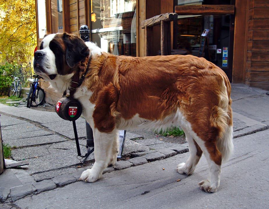 Your Personality Based On The Dog Breed You Pick