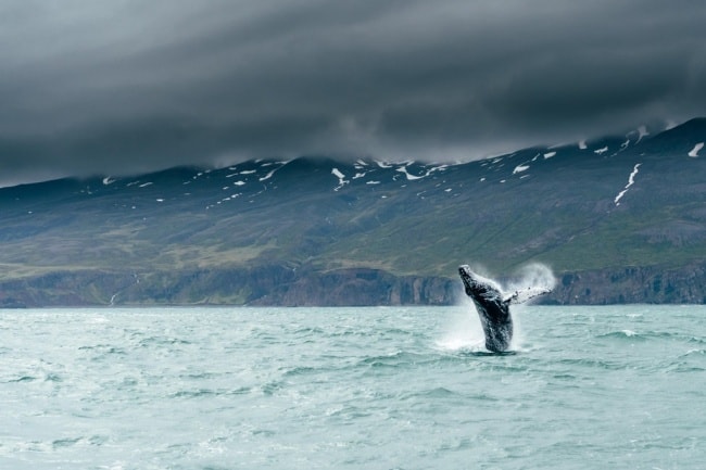 20+ perfectly timed photos