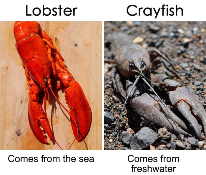 20+Common words or things that sound similar but mean different things