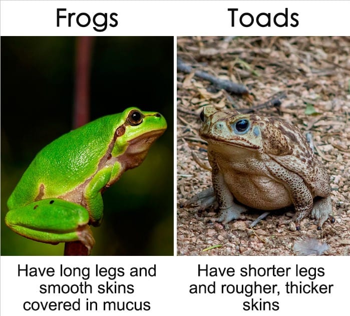 20+Common words or things that sound similar but mean different things