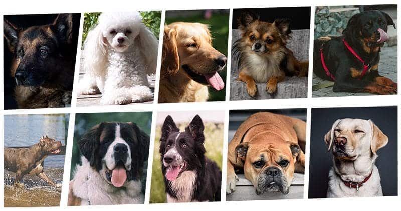 Your Personality Based On The Dog Breed You Pick