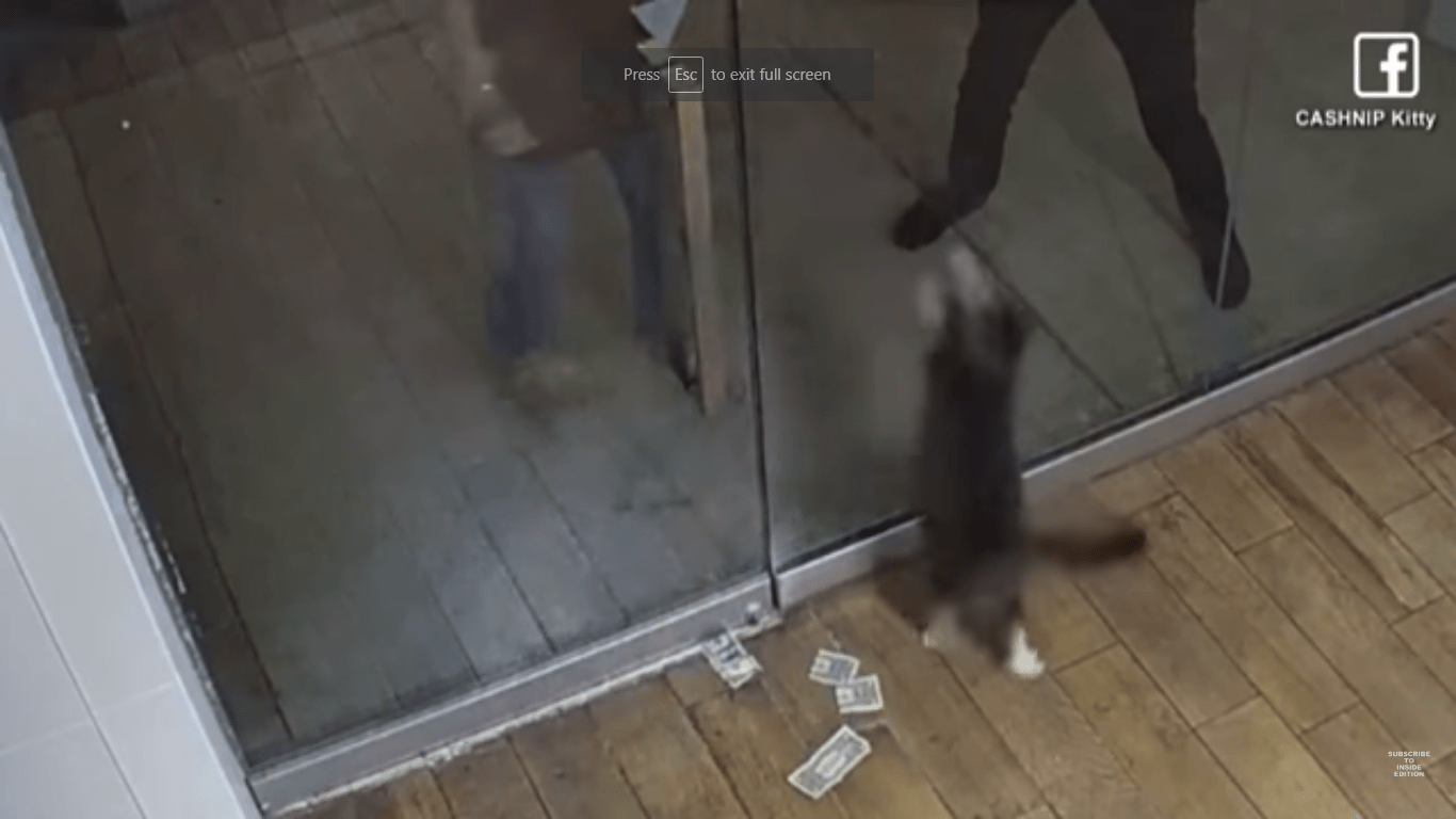 Cat Collects $1 From Each Passerby To Donate