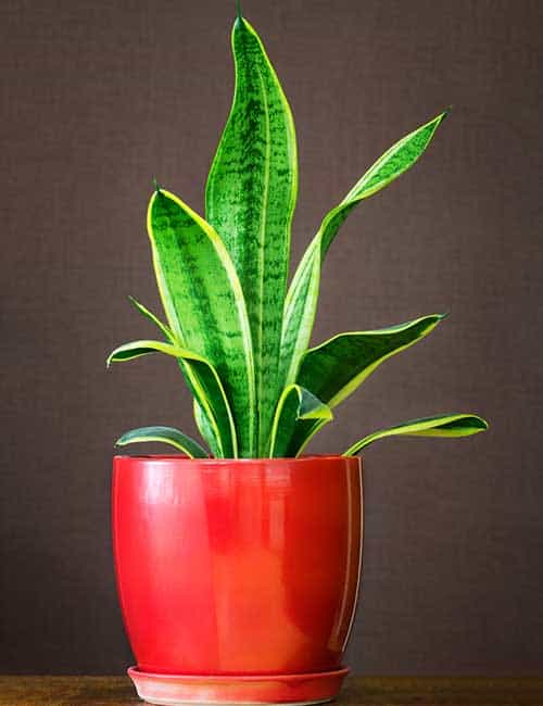 The Best Room Plants To Purify The Air In Your Home