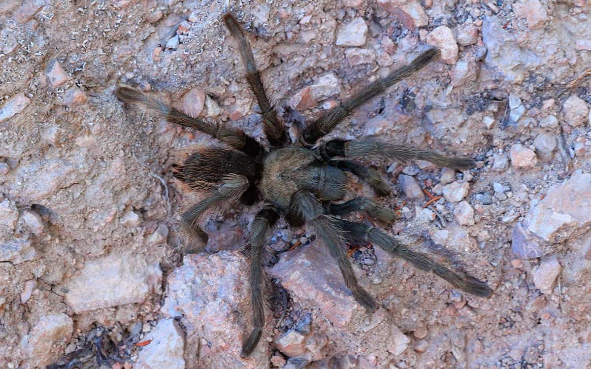 Terrifying Animal Facts