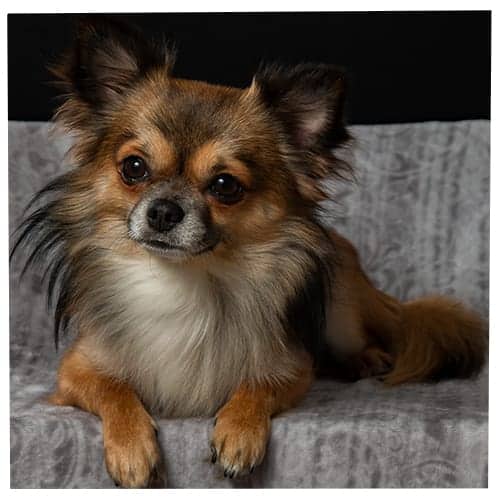 Your Personality Based On The Dog Breed You Pick