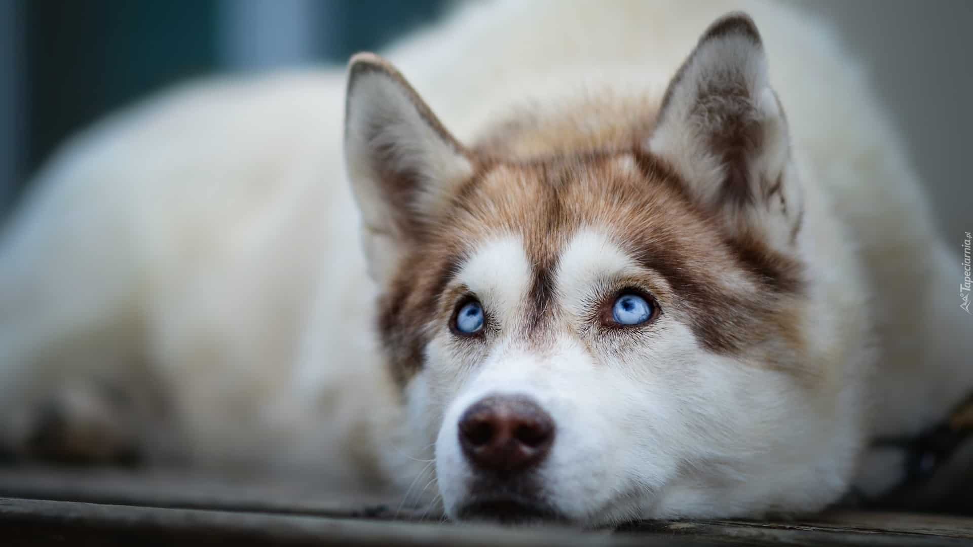 Huskies Are The Best Dogs In The World. Find Out Why