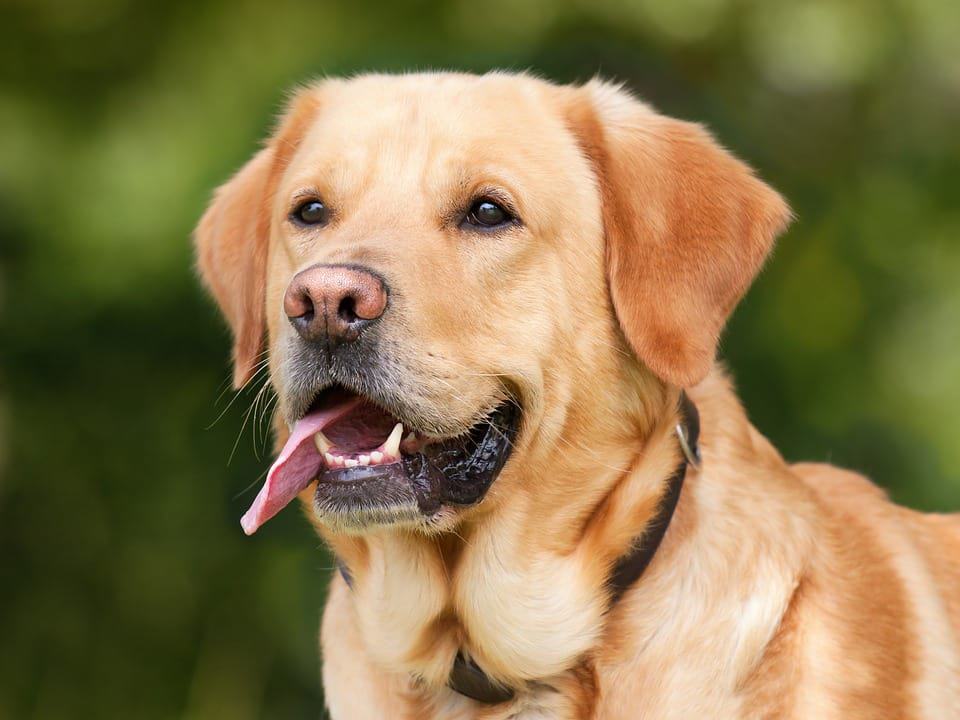 Your Personality Based On The Dog Breed You Pick