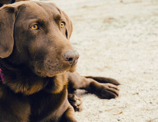 Your Personality Based On The Dog Breed You Pick
