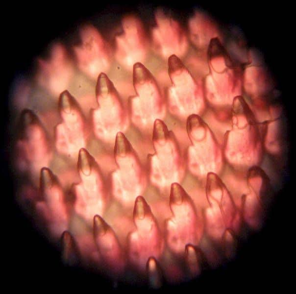 microscopic things: Things Seems Differently Under Microscope