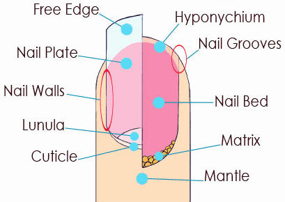 nails structure nails structure