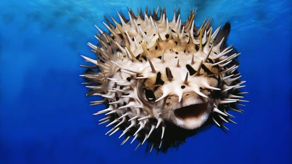 stay away from a pufferfish