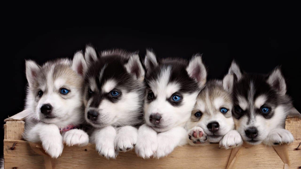 Huskies Are The Best Dogs In The World. Find Out Why