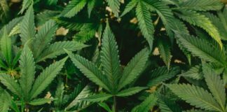 green leaves in close up photography