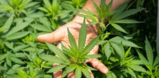 green plant in persons hand