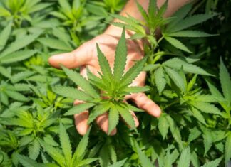 Create Your Own Cannabis Hype green plant in persons hand