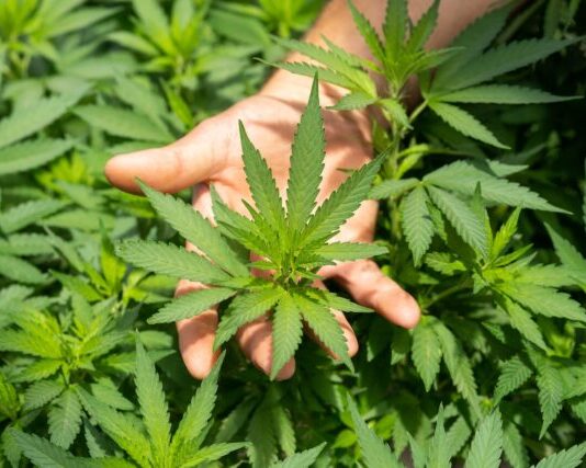 green plant in persons hand