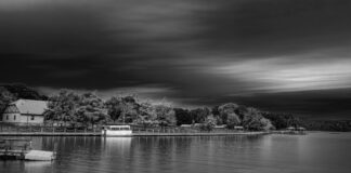 trees beside body of water in grayscale photo