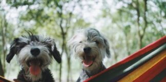 two long-coated white-and-black puppies on hammock