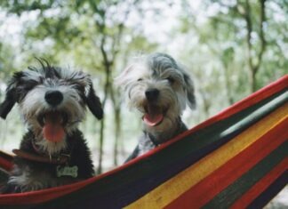 7 Best Pet Nutrition and Recipe Websites two long-coated white-and-black puppies on hammock