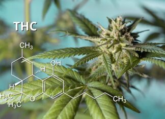 The Ultimate Guide to the Types of THC and Their Benefits