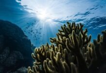 The Importance of Sustainable Marine Water Solutions green corals under water
