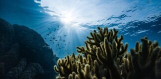 green corals under water
