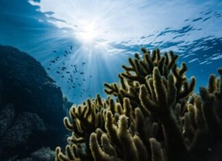 The Importance of Sustainable Marine Water Solutions green corals under water