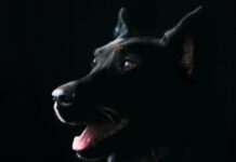 Paws and the Law: Decoding Dog Bite Claims with Expert Guidance