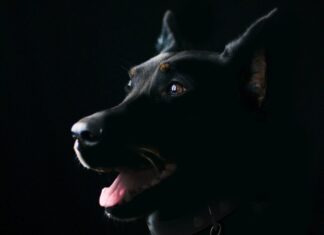 Paws and the Law: Decoding Dog Bite Claims with Expert Guidance