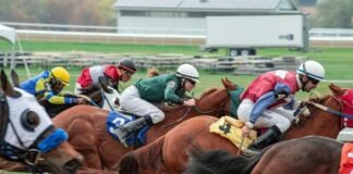 horse race in the thick