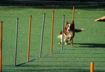 Why Positive Reinforcement Is Changing The Way We Train Our Dogs brown and white dog running through pole obstacles