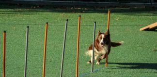brown and white dog running through pole obstacles