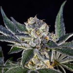 Here is a caption: a close-up of a cannabis bud.