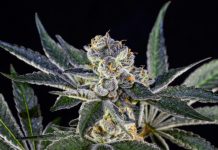 What is THCA Flower? Here is a caption: a close-up of a cannabis bud.