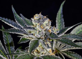 What is THCA Flower? Here is a caption: a close-up of a cannabis bud.